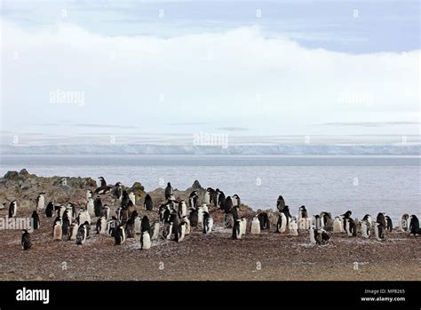 Chinstrap penguins antarctica hi-res stock photography and images - Alamy