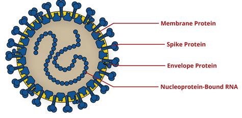 Why We Need Antigen and Antibody Tests for COVID-19 - The Native ...