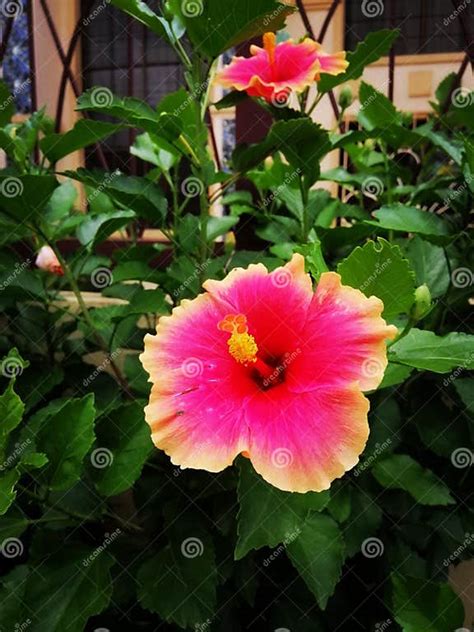 Beautiful Gumamela Flower In Bloom Stock Image Image Of