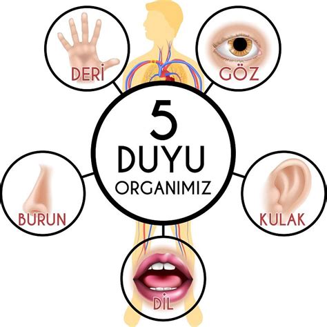 5 Duyu Organımız Ile Ilgili Görsel Sonucu Duyu Eğitim Felsefesi İlkokul