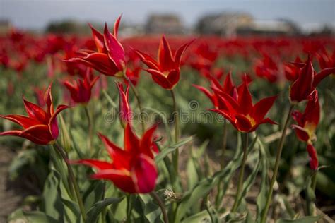 Dutch Tulip Fields with Flowers Stock Image - Image of background ...