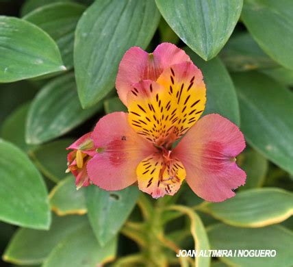 Alstroemeria Aurantiaca