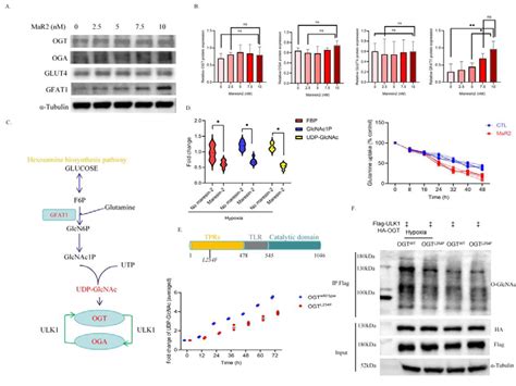 Maresin Increments Hexosamine Biosynthesis Pathway Hbp A B