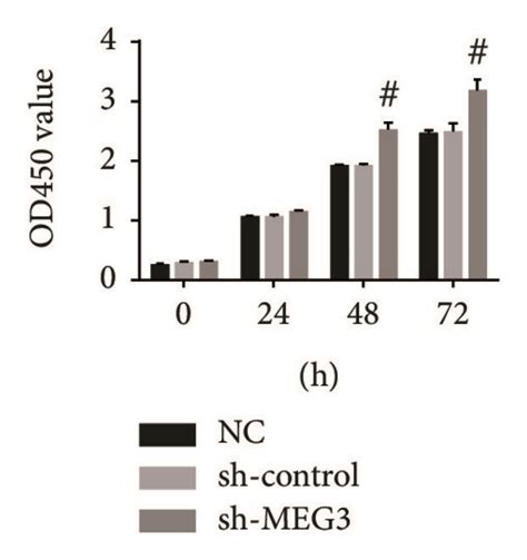 The Effect Of MEG3 On A375 Cell Proliferation And Cell Cycle A