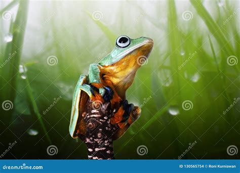 Wallace`s Flying Frog, Wallace`s Flying Frog on a Branch Stock Photo ...