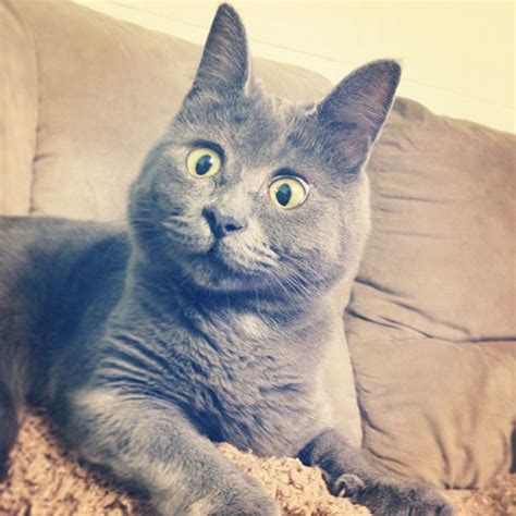 Meet Kevin The Cat That Always Looks Surprised 8 Women Daily Magazine