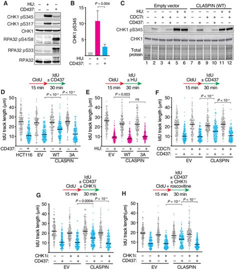 Claspin Overexpression And Chk Activation Promote Dna Synthesis During