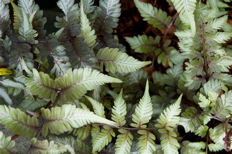 Athyrium niponicum 'Applecourt' – Secret Garden Growers