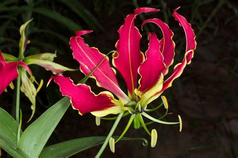 بذر سوسن آتشی بسته 5 عددی Gloriosa superba Flame Lily Seeds South