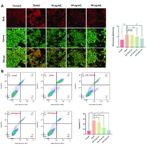 Effects Of Aof On Apoptosis In H 2 O 2 Stimulated Pc12 Cells A