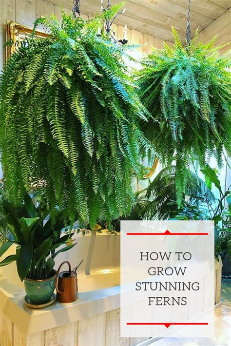 Learn How To Grow Big Gorgeous Ferns It Is Easier Than You Might