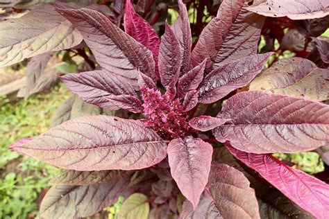 Everything You Need to Know About Growing Orach