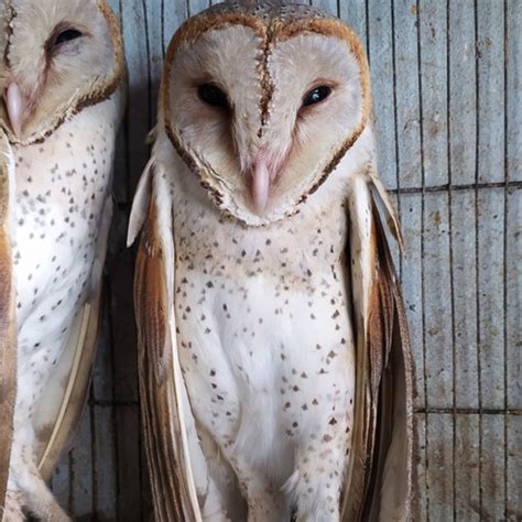 Jual Burung Hantu Tyto Alba Barn Owl Serak Jawa Kota Depok Jamu