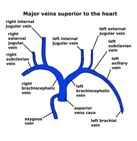 Circulation Ii 24 Flashcards Quizlet