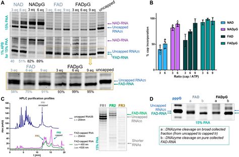 Frontiers Preparation Of RNAs With Non Canonical 5 Ends Using Novel