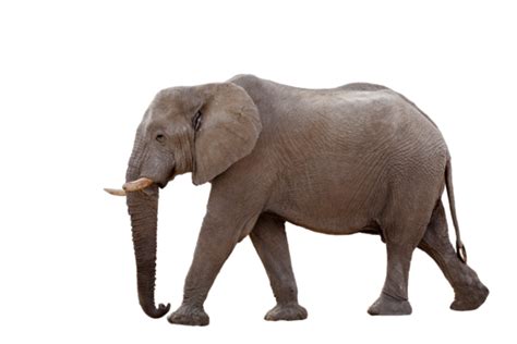 Elefante Africano Aislado Png Im Genes Transparentes Pngtree