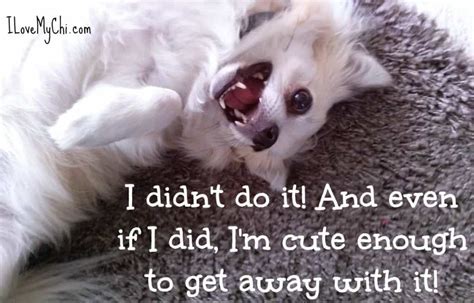26 More Funny Chihuahua Memes - I Love My Chi