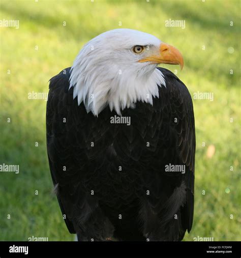 Mature Male North American Bald Eagle Haliaeetus Leucocephalus Stock