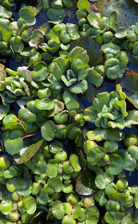 Water Hyacinth Pond