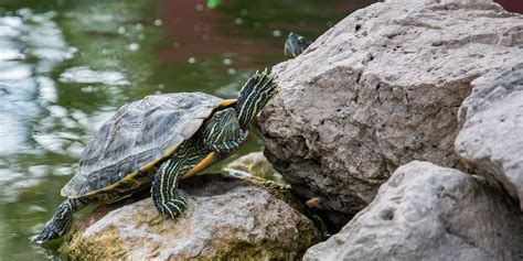 La Alimentaci N De Las Tortugas De Agua Necesita Ser Equilibrada