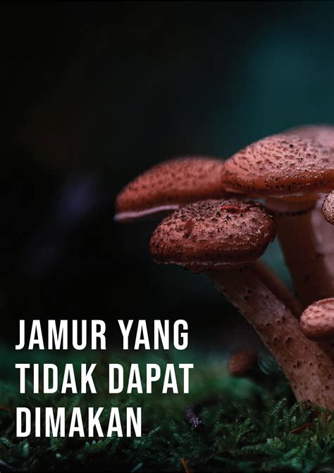mushroom ensiklopedia jamur  rafly nur fadilah issuu