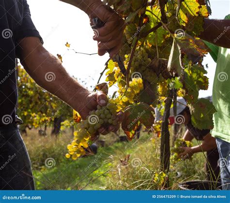 Picking the Grapes in a Vineyard Farm of Green Wine, Minho. Stock Image ...