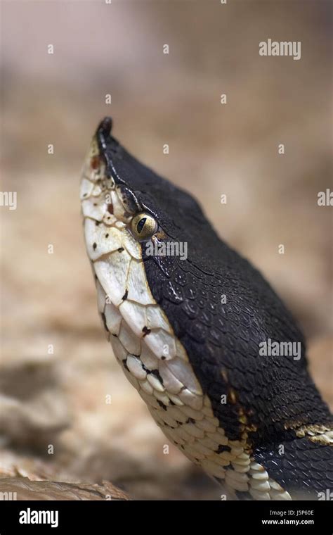 Portrait Snake Poisonous Snake Toxic Poisonous Head Chinesische