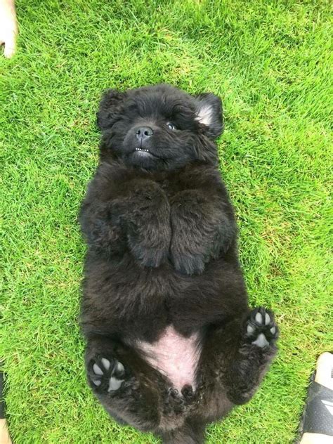 A Small Black Dog Sitting On Its Back In The Grass With Its Paws Up