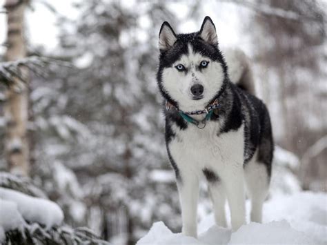 mid-sized-dog-breeds-that-might-just-be-perfect-or | Viral Sharks