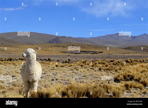 Alpaca Llama in Andes Mountains, Peru, South America Stock Photo - Alamy