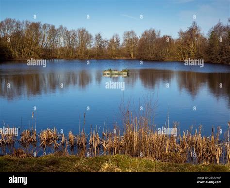 Lake at North Cave Wetlands Nature Reserve in East Yorkshire, England, with reflected trees in ...