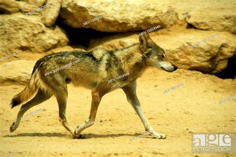 Negev Arabian Wolf Canis Lupus Arabs Israel Stock Photo Picture