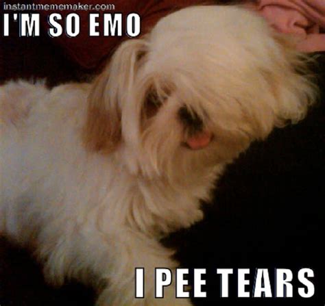 10 Hilarious Pictures Of Animals Being Emo