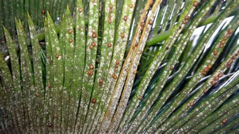 Sago Palm Diseases What Are They How To Prevent Them