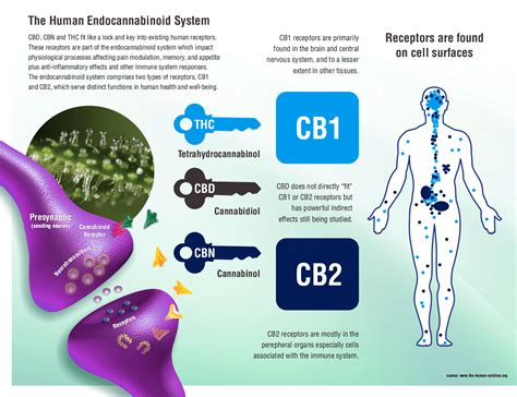 Understanding Cb1 And Cb2 Receptorsconners Clinic Alternative Cancer