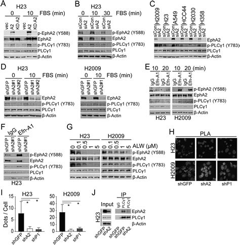 Phosphorylation Of Plcγ1 By Epha2 Receptor Tyrosine Kinase Promotes