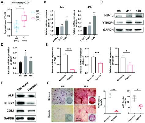 Hypoxia Induced Osteogenesis Downregulation And YTHDF1 Promotion In