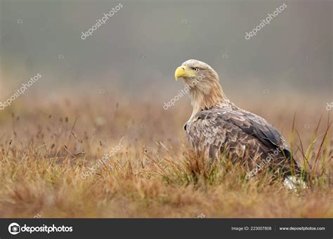 White Tailed Eagle Natural Habitat Stock Photo by ©kwasny222 223007808