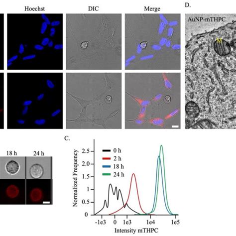 Localization Of Aunp Mthpc In Live Sh Sy Y Cells A Images Of Sh Sy Y