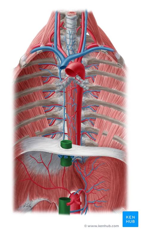 Vena Cava Inferior Anatomía Y Función Kenhub