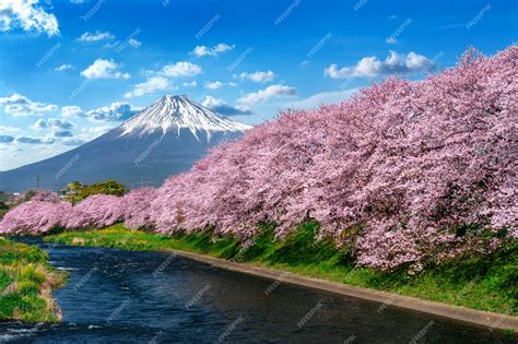 Mount Fuji Cherry Blossom