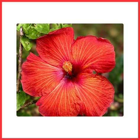 Types Of Red Flowers Names Facts And Growing Details