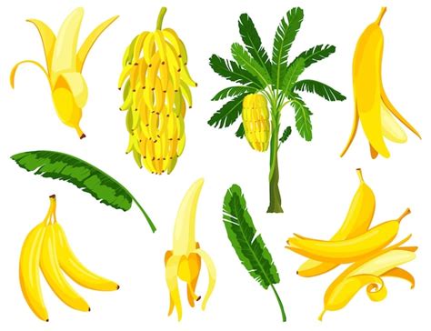 Premium Vector Tropical Bananas Palm Trees With Growing Bunch Leaf