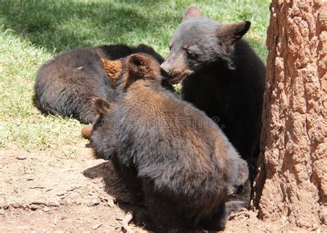 Black Bear Cubs Playing Stock Image Image Of Bearizona 42452693