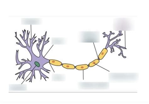 brain cell Diagram | Quizlet