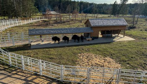 Zagroda pokazowa żubrów w Kopnej Górze rzuć okiem na świat blog