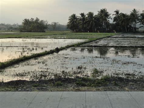 Zamboanga Del Sur Properties For Sale Hectares Ricefield Tukuran