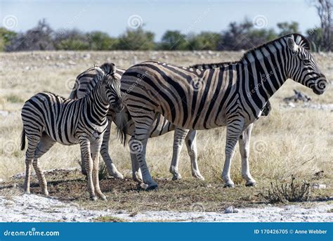 A Zebra Foal Follows Its Mum Stock Image Image Of Nose Park 170426705