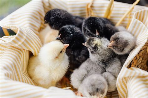 Comment Faire Clore Des Poussins Naturellement Et Sans Couveuse