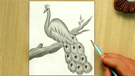 Easy Peacock Drawing Ideas How To Draw Peacock